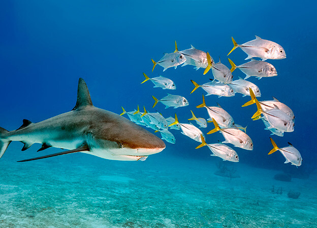 buceo con tiburones en playa del carmen