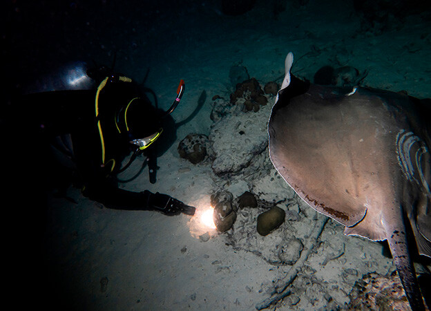 buceo nocturno en cozumel