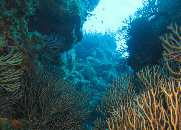 lugares para bucear, parque nacional arrecifes de cozumel