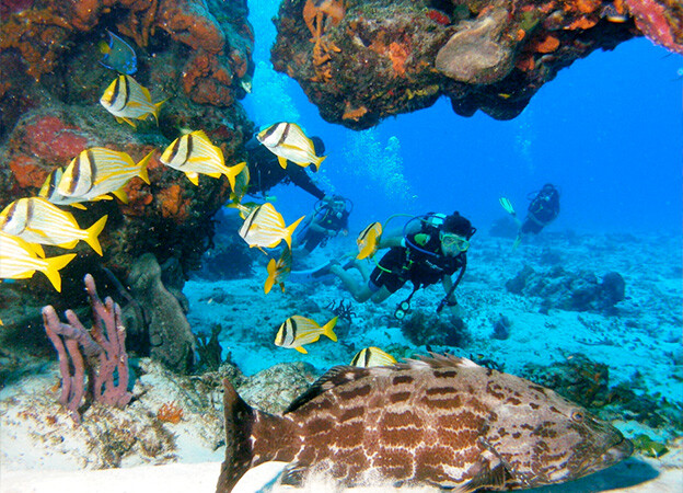 Buceo en Cozumel con paquetes turísticos