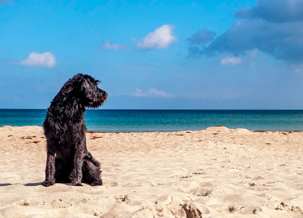 Ofertas y paquetes para vacacionar en Cozumel con mascotas