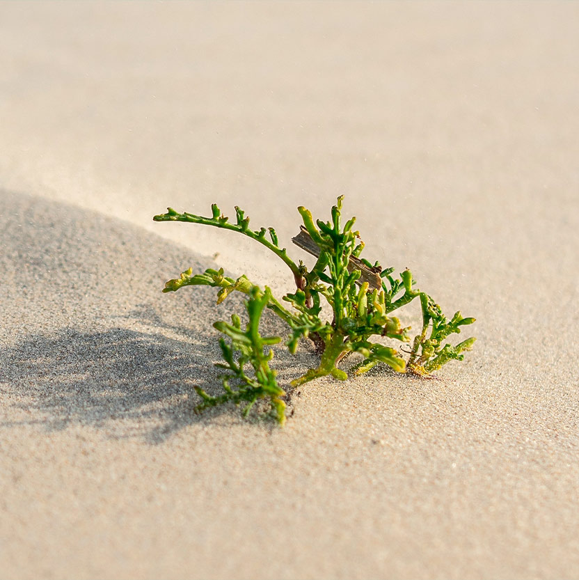 Educational programs raising awareness on sustainability.