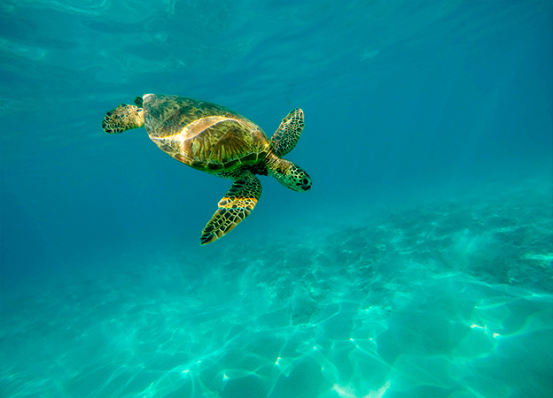 Nature-based tours encouraging responsible tourism.
