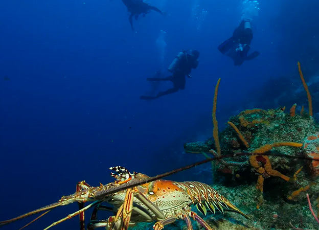 Precio de buceo en Cozumel por 6 días