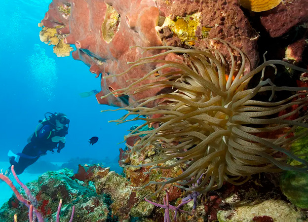 Oferta de buceo en Cozumel por 5 días