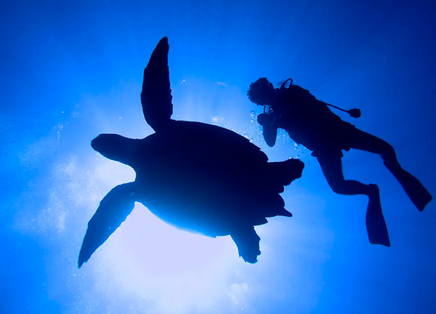 Paquete de buceo de 4 días en Cozumel