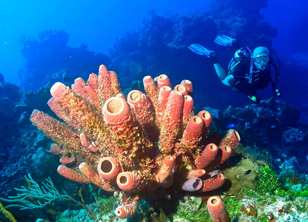 Paquete de buceo en Cozumel por 3 días