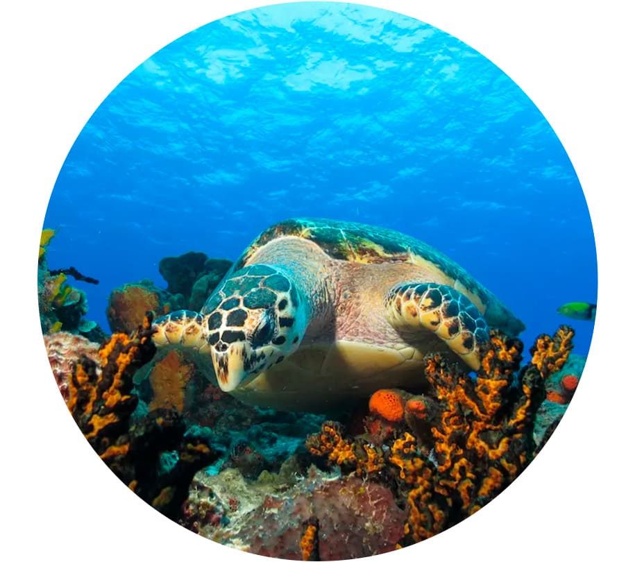 Consejos y paquetes para hacer buceo en Cozumel